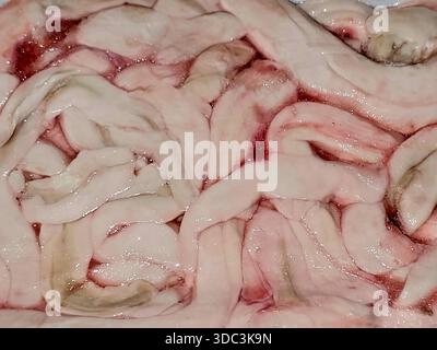 Rindfleisch Rückenmark oder -Mark, das Nervengewebe in der Wirbelsäule, reich an Fett und Nährstoffen, verwendet in Suppen und Eintöpfen wegen seiner zarten Textur, für mich sehr geschätzt Stockfoto
