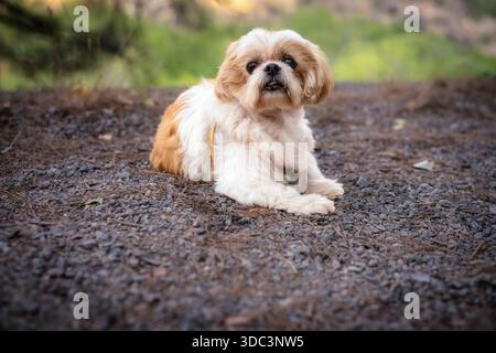 Ein kleiner Hund liegt auf dem Boden auf einem Feld. Der Hund ist braun und weiß. Der Hund schaut in die Kamera Stockfoto