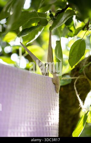 Farbenfrohe Textilhandtücher hängen draußen an einer Wäscheleine. Frisch gewaschener Stoff trocknet bei natürlichem Sonnenlicht mit Wäscheständer, weicher Textur, Sommer-atm Stockfoto
