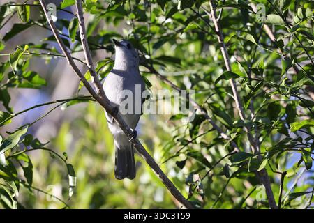 Graue Garnelenblume oder graue Garnelenblume (Colluricinclua harmonica)Queensland, Australien Stockfoto