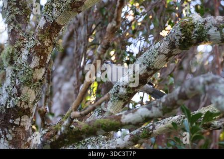 Graue Garnelenblume oder graue Garnelenblume (Colluricinclua harmonica)Queensland, Australien Stockfoto