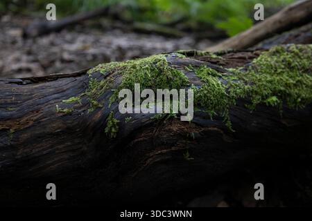 Moos wächst auf einem gefallenen Baumstamm, was die natürliche Textur und den Abbau hervorhebt Stockfoto