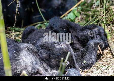 Ein ruhiger Moment mit Berggorillas, die friedlich im Wald ruhen und ihren natürlichen Lebensraum und ihr entspanntes Verhalten zeigen. Stockfoto
