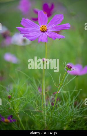 COSMOS Flower, Cosmos bipinnatus, Royal Botanic Garden, Sydney, NSW, Australien Stockfoto