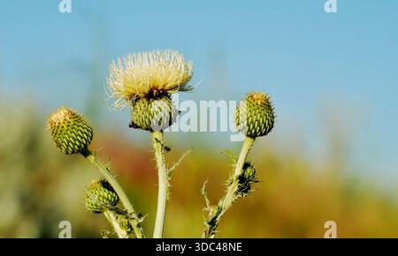 Prairiendistel vor einem klaren blauen Himmel. Ameisen klettern aus irgendeinem Grund auf die Stämme. Bienen und Schmetterlinge trinken gerne den Nektar der Blume. Stockfoto