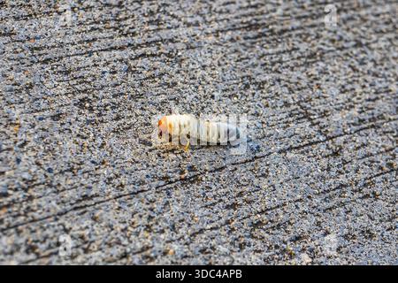 Weiße Masche, Larvenkäfer, Japanischer Käfer, Popillia japonica Stockfoto