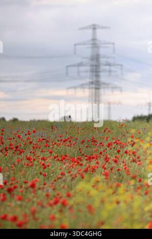 08.06.2025, Neuenhagen, Brandenburg, DE - Mohnblumen wachsen auf einem Feld. Ackerbau, Agrar, Agrarwirtschaft, Alternative Energie, aussen, Aussenaufnahme, Bluehen, Bluehend, Blueht, Bluete, Blueten, Bluetezeit, Blumen, Blumenwiese, Botanik, Brandenburg, Deutsch, Deutschland, Elektrizitaet, Elektrosmog, Energie, Energiebedarf, Energien, Energiepolitik, Energietransport, Energieversorgung, Energiewirtschaft, Europa, europaeisch, Feld, Feldblumen, Ferne, Flora, Fruehjahr, Fruehling, HF, Hochformat, Hochspannung, Hochspannungsleitungen, Hochspannungsmast, Jahreszeit, Kabel, Klatschmohn, Klatschm Stockfoto