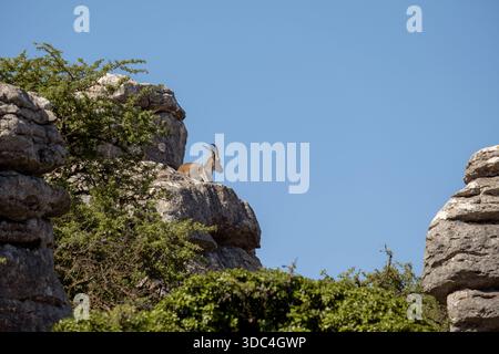 Andalusische Bergziege (Capra Pyrenaica hispanica), die sich auf einem Kalksteinvorsprung im Torcal de Antequera-Massiv in Malaga, Spanien, sonnen Stockfoto