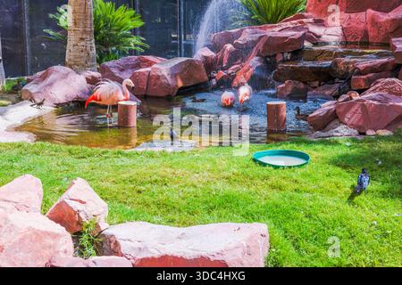 Wunderschöner Blick auf Flamingos, die in einem flachen Teich mit Felsen, Wasserfall und grünem Gras stehen. Las Vegas. USA. Stockfoto