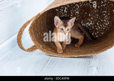 Studio-Aufnahme von kleinen süßen abessinierkätzchen, die im Korb zu Hause bleiben, weißer Fensterhintergrund. Junge schöne verspielte reinrassige Kurzhaarige kitt Stockfoto