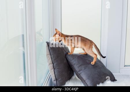 Zwei Monate alte Zimt-abessinierkatze zu Hause. Wunderschöne reinrassige Kurzhaarige Kätzchen auf grauen Kissen. Nahaufnahme, Kopierraum, Hintergrund. Stockfoto