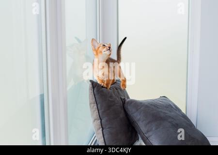Zwei Monate alte Zimt-abessinierkatze zu Hause. Wunderschöne reinrassige Kurzhaarige Kätzchen auf grauen Kissen. Nahaufnahme, Kopierraum, Hintergrund. Stockfoto