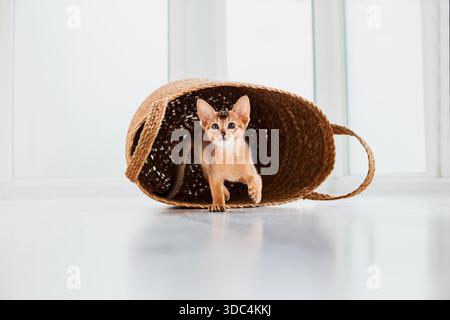 Studio-Aufnahme von kleinen süßen abessinierkätzchen, die im Korb zu Hause bleiben, weißer Fensterhintergrund. Junge schöne verspielte reinrassige Kurzhaarige kitt Stockfoto