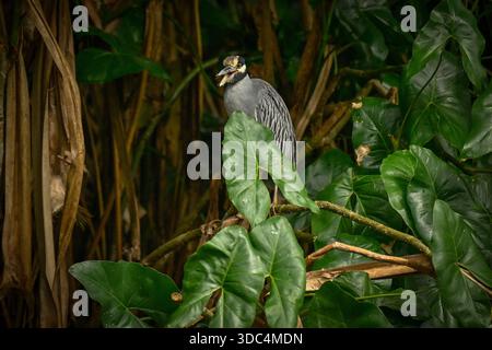 3. Dezember 2025 - Limon, Costa Rica - am 3. Dezember 2025 in Limon, Costa Rica, befindet sich Ein gelbgekrönter Nachtreiher (Nyctanassa violacea) entlang der Tortuguero-Kanäle, einem Netz natürlicher und künstlicher Wasserstraßen im Tortuguero-Nationalpark. Costa Ricas Regenwälder sind berühmt für ihre Artenvielfalt, mit tropischen Regenwäldern, mystischen Nebelwäldern und trockeneren Zonen, die reiche Erlebnisse in Orten wie dem Corcovado-Nationalpark und dem Manuel Antonio-Nationalpark bieten, perfekt für die Beobachtung von Affen, Tukanen, Faultieren und lebendigen Fröschen, was es zu einem Top-Öko-Tourismus macht. (Kreditbild: © Stockfoto