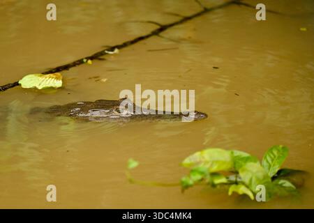 3. Dezember 2025 - Limon, Costa Rica - am 3. Dezember 2025 in Limon, Costa Rica, wird Ein Kaiman (Caiman crocodilus) im Wasser entlang der Tortuguero-Kanäle gesehen, einem Netz von natürlichen und künstlichen Wasserstraßen im Tortuguero-Nationalpark. Costa Ricas Regenwälder sind berühmt für ihre Artenvielfalt, mit tropischen Regenwäldern, mystischen Nebelwäldern und trockeneren Zonen, die reiche Erlebnisse in Orten wie dem Corcovado-Nationalpark und dem Manuel Antonio-Nationalpark bieten, perfekt für die Beobachtung von Affen, Tukanen, Faultieren und lebendigen Fröschen, was es zu einem Top-Öko-Tourismus macht. (Kreditbild: © David Stockfoto
