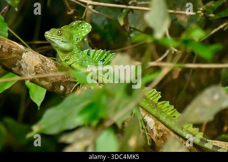3. Dezember 2025 - Limon, Costa Rica - Eine gefiederte Basiliskenechse (Basiliscus plumifrons), auch bekannt als der grüne Basilisk oder „Jesus Christus lizardâ€“, wird am 3. Dezember 2025 in Limon, Costa Rica, in einem Baum entlang der Tortuguero-Kanäle gesehen, einem Netz natürlicher und künstlicher Wasserstraßen im Tortuguero-Nationalpark. Costa Ricas Regenwälder sind berühmt für ihre Artenvielfalt, mit tropischen Regenwäldern, mystischen Nebelwäldern und trockeneren Zonen, die reiche Erlebnisse in Orten wie dem Corcovado-Nationalpark und dem Manuel Antonio-Nationalpark bieten, perfekt für die Beobachtung von Affen, Tukanen, Faultieren und Vibr Stockfoto