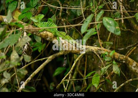 3. Dezember 2025 - Limon, Costa Rica - Eine gefiederte Basiliskenechse (Basiliscus plumifrons), auch bekannt als der grüne Basilisk oder „Jesus Christus lizardâ€“, wird am 3. Dezember 2025 in Limon, Costa Rica, in einem Baum entlang der Tortuguero-Kanäle gesehen, einem Netz natürlicher und künstlicher Wasserstraßen im Tortuguero-Nationalpark. Costa Ricas Regenwälder sind berühmt für ihre Artenvielfalt, mit tropischen Regenwäldern, mystischen Nebelwäldern und trockeneren Zonen, die reiche Erlebnisse in Orten wie dem Corcovado-Nationalpark und dem Manuel Antonio-Nationalpark bieten, perfekt für die Beobachtung von Affen, Tukanen, Faultieren und Vibr Stockfoto
