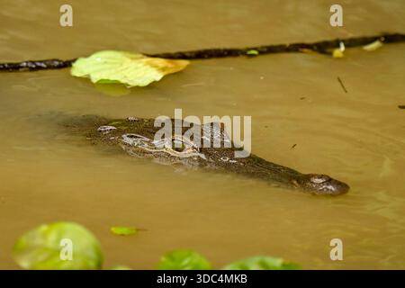 3. Dezember 2025 - Limon, Costa Rica - am 3. Dezember 2025 in Limon, Costa Rica, wird Ein Kaiman (Caiman crocodilus) im Wasser entlang der Tortuguero-Kanäle gesehen, einem Netz von natürlichen und künstlichen Wasserstraßen im Tortuguero-Nationalpark. Costa Ricas Regenwälder sind berühmt für ihre Artenvielfalt, mit tropischen Regenwäldern, mystischen Nebelwäldern und trockeneren Zonen, die reiche Erlebnisse in Orten wie dem Corcovado-Nationalpark und dem Manuel Antonio-Nationalpark bieten, perfekt für die Beobachtung von Affen, Tukanen, Faultieren und lebendigen Fröschen, was es zu einem Top-Öko-Tourismus macht. (Kreditbild: © David Stockfoto