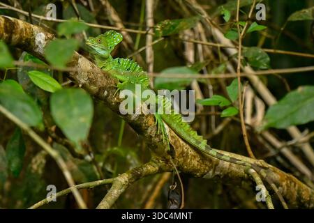 3. Dezember 2025 - Limon, Costa Rica - Eine gefiederte Basiliskenechse (Basiliscus plumifrons), auch bekannt als der grüne Basilisk oder „Jesus Christus lizardâ€“, wird am 3. Dezember 2025 in Limon, Costa Rica, in einem Baum entlang der Tortuguero-Kanäle gesehen, einem Netz natürlicher und künstlicher Wasserstraßen im Tortuguero-Nationalpark. Costa Ricas Regenwälder sind berühmt für ihre Artenvielfalt, mit tropischen Regenwäldern, mystischen Nebelwäldern und trockeneren Zonen, die reiche Erlebnisse in Orten wie dem Corcovado-Nationalpark und dem Manuel Antonio-Nationalpark bieten, perfekt für die Beobachtung von Affen, Tukanen, Faultieren und Vibr Stockfoto