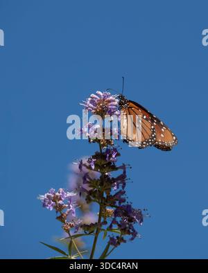 Nahaufnahme eines Monarch-Schmetterlings auf einem Stiel mit getrockneten, lavendelfarbenen Blüten. Fotografiert vor einem türkisfarbenen Himmel. Stockfoto
