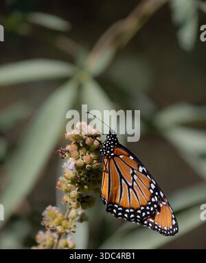 Nahaufnahme eines Monarch-Schmetterlings auf einem Stiel mit getrockneten Blumen und Beeren. Im Profil fotografiert. Stockfoto
