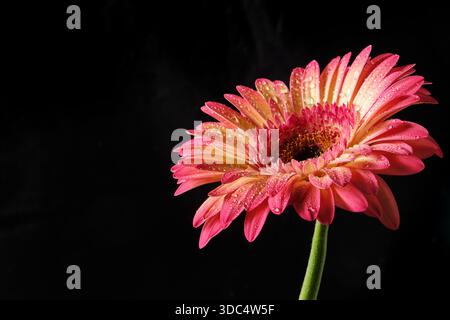 Nahaufnahme einer rosa und gelben Gerbera Gänseblümchen bedeckt mit Wassertröpfchen, Seitenansicht auf dunkelschwarzem Hintergrund mit Kopierraum, Studio-Makro-florale banne Stockfoto