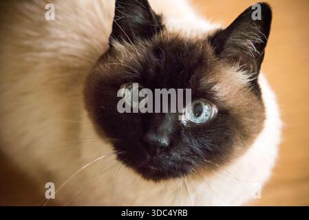 Ältere Siamkatze Trient, Italien Stockfoto