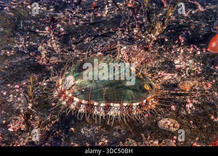 Der Pinto Abalone, Haliotosis kamschatkana, auch bekannt als nördlicher Abalone, ist eine Meeresschnecke, die in den kalten, nährstoffreichen Gewässern des P vorkommt Stockfoto
