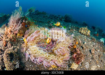 Die Wulstigen Anemone, Heteractis Aurora, verfügt über viele gemeinsame Namen einschließlich Aurora host Anemone, sand Anemone, Teppich Anemone, Anemone, Anemonen, Mais Stockfoto