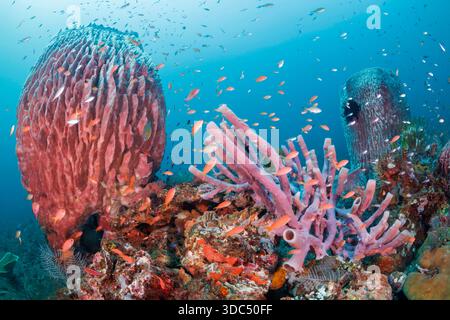 Eine lebendige Unterwasserszene mit großen Schwämmen und Krinoiden oder Federsternen, umgeben von Schwärmen von Anthias und einer Vielzahl von Rifffischen auf einem Tro Stockfoto