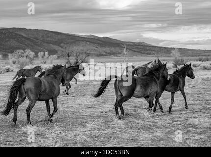 Schwarzweiß-Nahaufnahme einer Herde wilder Kastanienpferde, die an einem kalten Wintermorgen mit den Carson Mountains in Richtung Washoe Lake galoppiert. Stockfoto