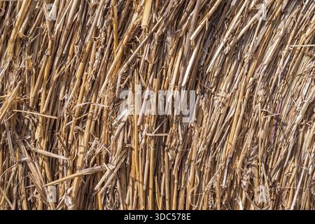 Strohballenstruktur Nahaufnahme mit kreisförmigem Muster, trockener Weizenstämme Hintergrund für Landwirtschaft und ländliche Gestaltung Stockfoto