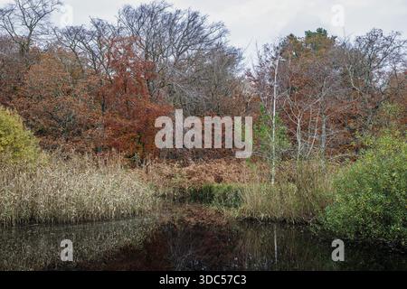 Herbstwald, herbstliche Bäume, Wasser aus einem kleinen See vor der Tür, Osterwald, Zingst, Fischland-Darss-Zingst, Vorpommersche Lagunengebiet National Par Stockfoto
