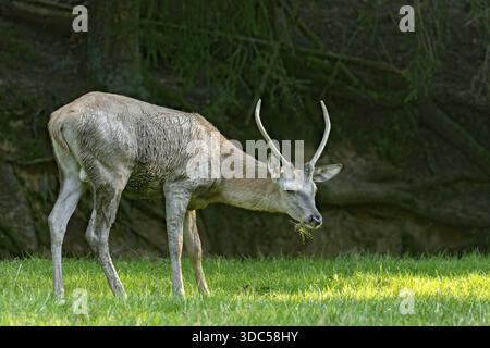 Jungrotwild (Cervus elaphus), Gras essen, Weiden, nach Schlammbad, suhlen, auf einer Wiese einer Waldlichtung am Waldrand, Abend Stockfoto