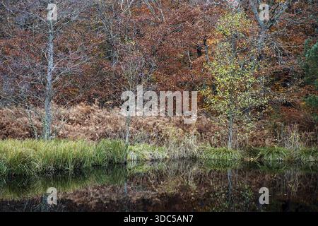 Herbstwald, herbstliche Bäume, Wasser aus einem kleinen See vor der Tür, Osterwald, Zingst, Fischland-Darss-Zingst, Vorpommersche Lagunengebiet National Par Stockfoto