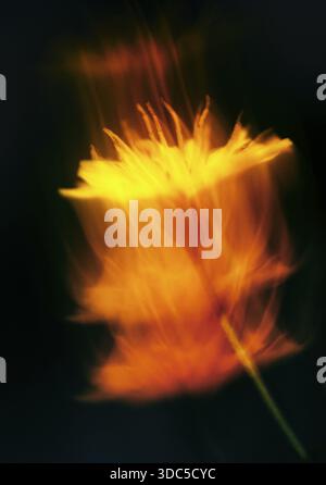 Herbstlöwenzahn (Scorzoneroides autumnalis (L.), Kempen, Nordrhein-Westfalen, Deutschland Stockfoto