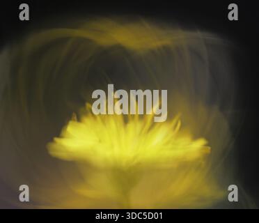 Herbstlöwenzahn (Scorzoneroides autumnalis (L.), Kempen, Nordrhein-Westfalen, Deutschland Stockfoto