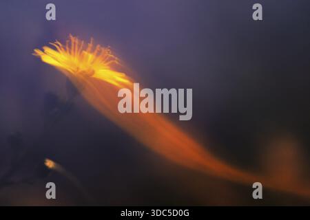 Herbstlöwenzahn (Scorzoneroides autumnalis (L.), Kempen, Nordrhein-Westfalen, Deutschland Stockfoto