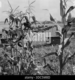 Region Donezk, ukrainische SSR, UdSSR, Mitte Ende der 1970er Jahre Stimmungsvolles Schwarz-weiß-Archivfoto eines großen kollektiven Bienenhofs in der Nähe eines Maisfeldes. Durch die hohen Maisstängel im Vordergrund sind Reihen von Holzbienhäusern im Gras sichtbar. Ein Imker in einem weißen Schutzanzug arbeitet mit den Rahmen. In der Ferne arbeiten Erntemaschinen am Horizont. Eine friedliche Szene des ländlichen Lebens und der Honigproduktion während der Sommersaison. Authentische Vintage-Filmfotografie der Natur. Stockfoto