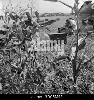 Region Donezk, ukrainische SSR, UdSSR, Mitte Ende der 1970er Jahre Stimmungsvolles Schwarz-weiß-Archivfoto eines großen kollektiven Bienenhofs in der Nähe eines Maisfeldes. Durch die hohen Maisstängel im Vordergrund sind Reihen von Holzbienhäusern im Gras sichtbar. Ein Imker in einem weißen Schutzanzug arbeitet mit den Rahmen. In der Ferne arbeiten Erntemaschinen am Horizont. Eine friedliche Szene des ländlichen Lebens und der Honigproduktion während der Sommersaison. Authentische Vintage-Filmfotografie der Natur. Stockfoto