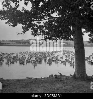 Region Donezk, ukrainische SSR, UdSSR, Mitte Ende der 1970er Jahre Stimmungsvolles Schwarz-weiß-Archivfoto einer großen Schar weißer Hausgänse, die in einem breiten Dorfteich schwimmen. Ein massiver Baumstamm im Vordergrund umrahmt den Blick auf die Vögel und die ländliche Siedlung mit Häusern auf der gegenüberliegenden Uferseite. Hunderte von Wasservögeln grasen ungehindert in der Nähe des Wassers. Eine friedliche Hirtenlandschaft, die die kollektive Geflügelproduktion und das tägliche Leben in der sowjetischen Landschaft darstellt. Stockfoto