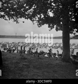 Region Donezk, ukrainische SSR, UdSSR, Mitte Ende der 1970er Jahre Stimmungsvolles Schwarz-weiß-Archivfoto einer großen Schar weißer Hausgänse, die in einem breiten Dorfteich schwimmen. Ein massiver Baumstamm im Vordergrund umrahmt den Blick auf die Vögel und die ländliche Siedlung mit Häusern auf der gegenüberliegenden Uferseite. Hunderte von Wasservögeln grasen ungehindert in der Nähe des Wassers. Eine friedliche Hirtenlandschaft, die die kollektive Geflügelproduktion und das tägliche Leben in der sowjetischen Landschaft darstellt. Stockfoto