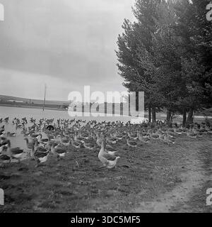 Region Donezk, ukrainische SSR, UdSSR, Mitte Ende der 1970er Jahre Stimmungsvolles Schwarz-weiß-Archivfoto einer großen Schar weißer Hausgänse, die in einem breiten Dorfteich schwimmen. Ein massiver Baumstamm im Vordergrund umrahmt den Blick auf die Vögel und die ländliche Siedlung mit Häusern auf der gegenüberliegenden Uferseite. Hunderte von Wasservögeln grasen ungehindert in der Nähe des Wassers. Eine friedliche Hirtenlandschaft, die die kollektive Geflügelproduktion und das tägliche Leben in der sowjetischen Landschaft darstellt. Stockfoto