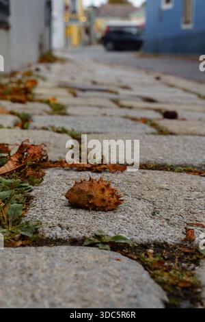 Stachelige Kastanien und Herbstblätter verstreut auf einer kopfsteingepflasterten Straße in Grinzing. Wien, Österreich. Stockfoto