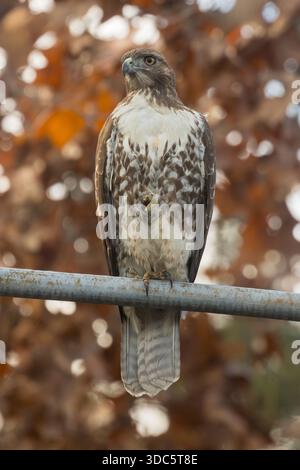 Rotschwanzfalke steht auf einem Bein. Palo Alto, Kalifornien. Stockfoto