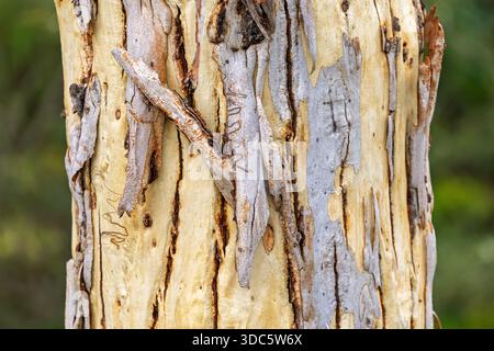 Nahaufnahme einer kritzelnden Gummibaumrinde mit charakteristischen Kritzelmustern in NSW, Australien Stockfoto