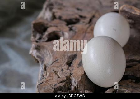 Zwei intakte Straußeneier mit blassen, strukturierten Schalen, die auf einer zerrissenen Holzplatte platziert sind. Natürliches Tageslicht, geringe Schärfentiefe, weiche Schatten. Stockfoto