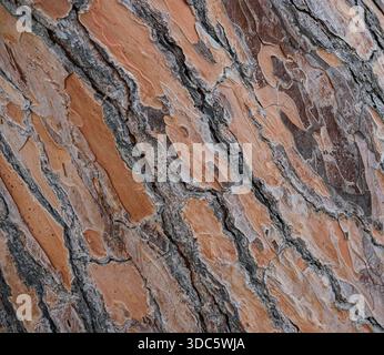 Detaillierte Ansicht der Baumrinde mit mehrschichtigen abblätternden Texturen in Braun-, Grau- und Orangetönen. Natürliches Tageslicht, flacher Winkel, Vollformatdetail. Stockfoto