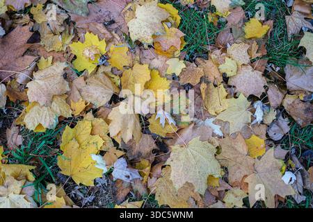 Von oben aus gesehen, gemischte gelbe und braune Blätter auf Gras, sichtbare Adern und Stämme, natürliches Tageslicht, detaillierte Texturen Stockfoto