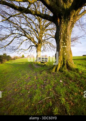 Lone Tree in Green Field at Sunset, englische Landschaft Stockfoto